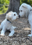 Hollywood Dog Park