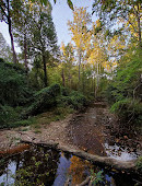 Tilden Woods Local Park