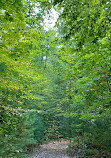 Carlstrom Memorial Forest