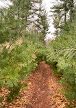 Carlstrom Memorial Forest