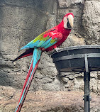 Zoo di Central Park