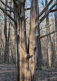 Dunbar Cave State Park