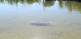 Lago dell'Amore - Al Qudra