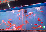 Aquarium Park