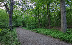 Il boschetto di Forest Park