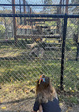 Natural Bridge Zoo