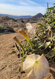 Box Springs Mountain Reserve Park