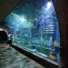 Acuario houston