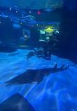 Acuario houston