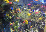 Aquarium