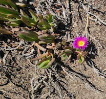 Santa Barbara Shores Park