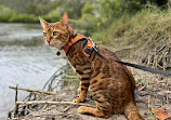 Tingalpa Creek Reserve