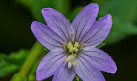 Clowes Wood Nature Reserve