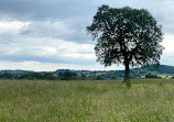 Hagley loop walk