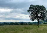 Hagley loop walk