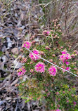 Gooseberry Hill Walk Trails