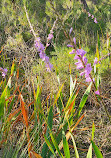 Gooseberry Hill Walk Trails