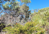 Craigie Bushland