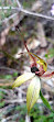 Lightning Swamp Bushland