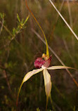 Lightning Swamp Bushland