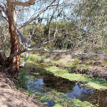 Lightning Swamp Bushland