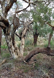 Lightning Swamp Bushland