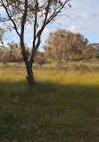 Lightning Swamp Bushland