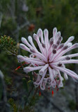 Lightning Swamp Bushland