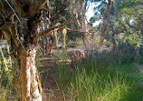 Lightning Swamp Bushland