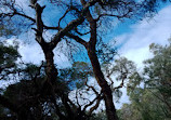 Lightning Swamp Bushland