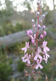 Lightning Swamp Bushland