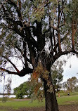 Lake Monger Reserve