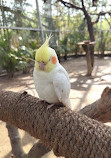 Chandigarh Bird Park