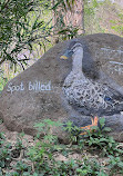 Chandigarh Bird Park