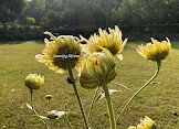 Butterfly Park