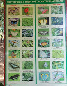 Butterfly Park