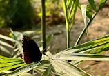 Butterfly Park