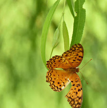 Butterfly Park