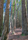 Californian Redwoods