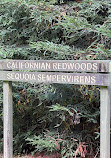 Californian Redwoods