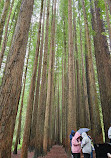 Californian Redwoods