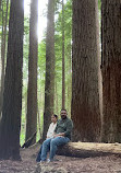 Californian Redwoods