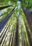 Californian Redwoods