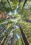 Californian Redwoods