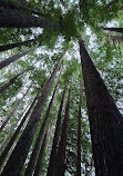 Californian Redwoods