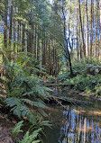 Californian Redwoods