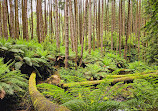 Californian Redwoods