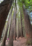 Californian Redwoods