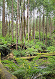 Californian Redwoods