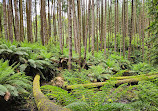 Californian Redwoods